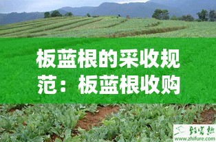 志在四方 第3页
