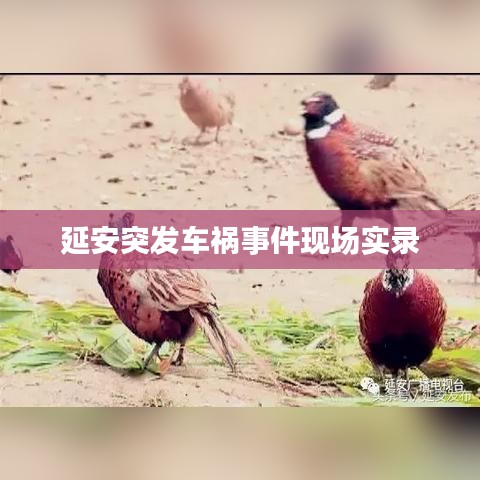 草率从事 第2页