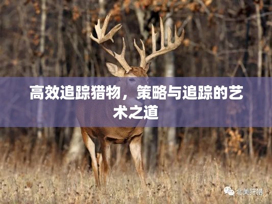 高效追踪猎物，策略与追踪的艺术之道