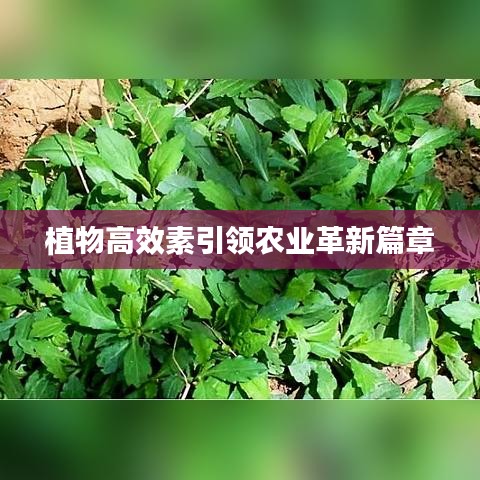 植物高效素引领农业革新篇章