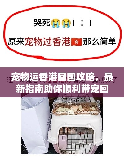 宠物运香港回国攻略，最新指南助你顺利带宠回家