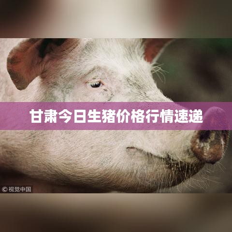 甘肃今日生猪价格行情速递