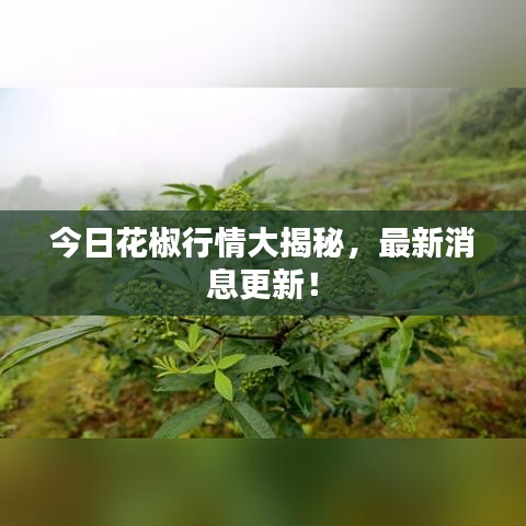 今日花椒行情大揭秘，最新消息更新！
