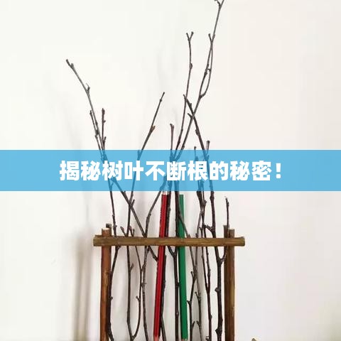 揭秘树叶不断根的秘密！