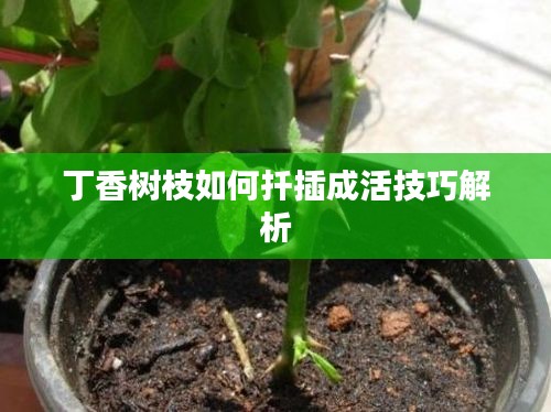丁香树枝如何扦插成活技巧解析
